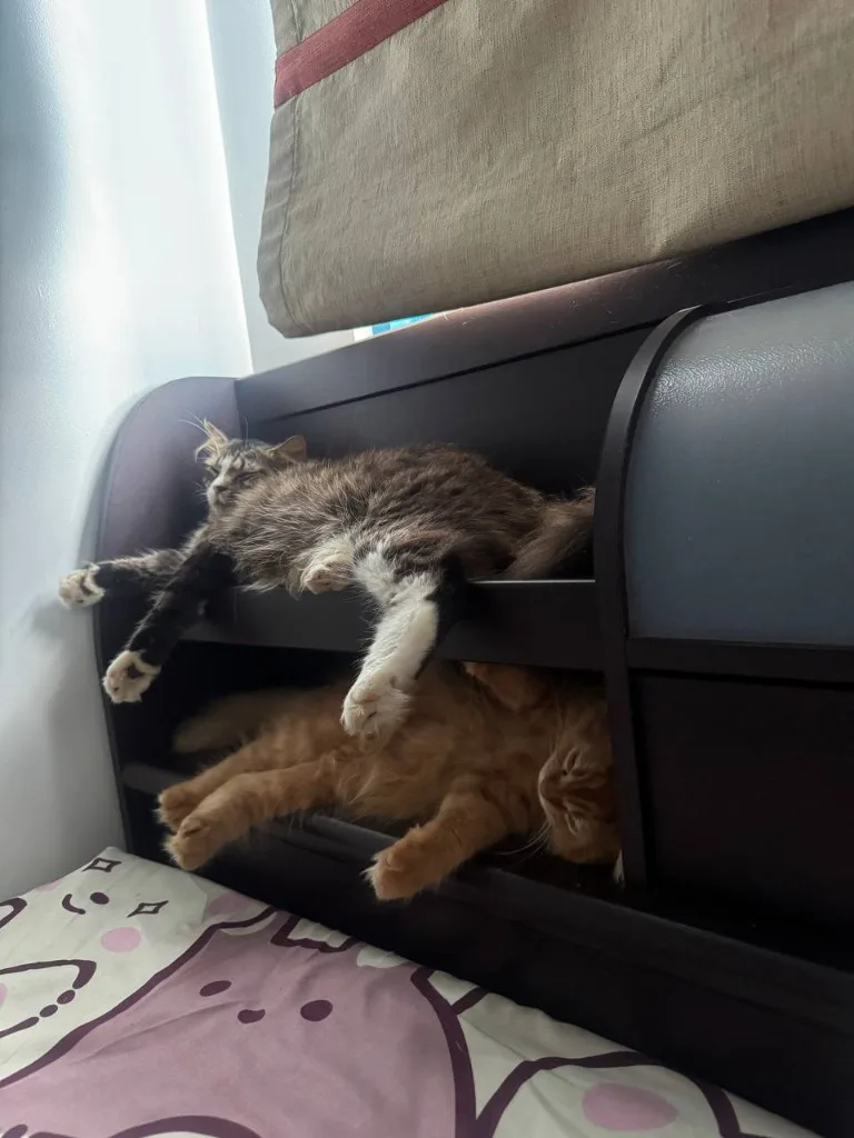 Mochi and Sachi asleep on the shelf