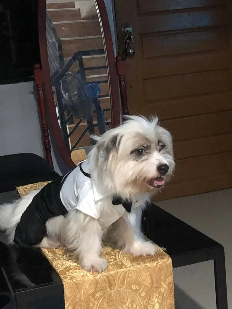 PanPan the dog in a tuxedo